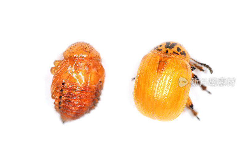 马铃薯甲虫或科罗拉多马铃薯甲虫(Leptinotarsa decemlineata)幼小的，尚未着色的甲虫和蛹。从顶部俯瞰。孤立的白色背景。